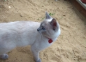 Потерян (а) тайская кошка
