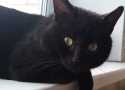 Найден (а) черный кот