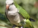 Потерян (а) зеленый попугай