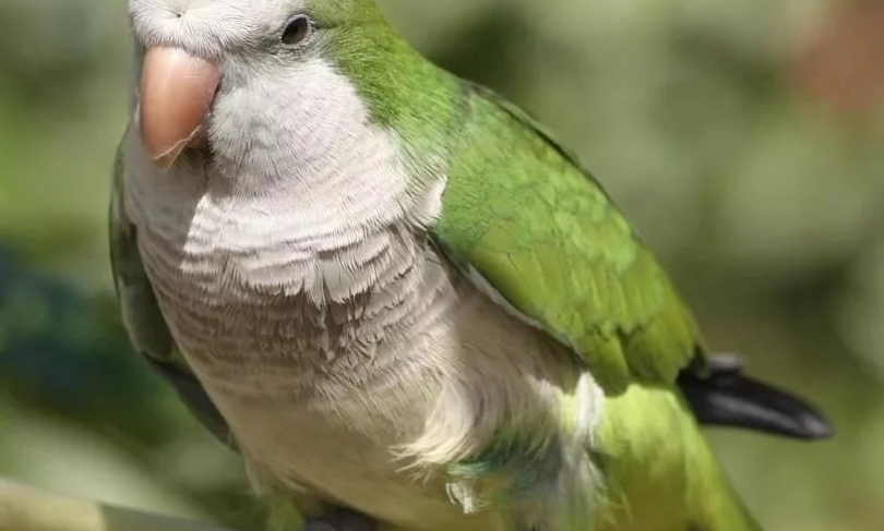 Потерян (а) зеленый попугай