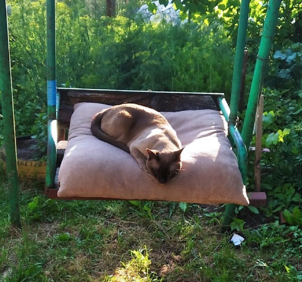 Потерян (а) котик
