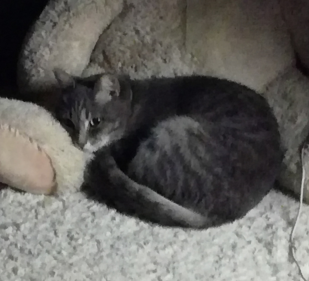 Потерян (а) кошка