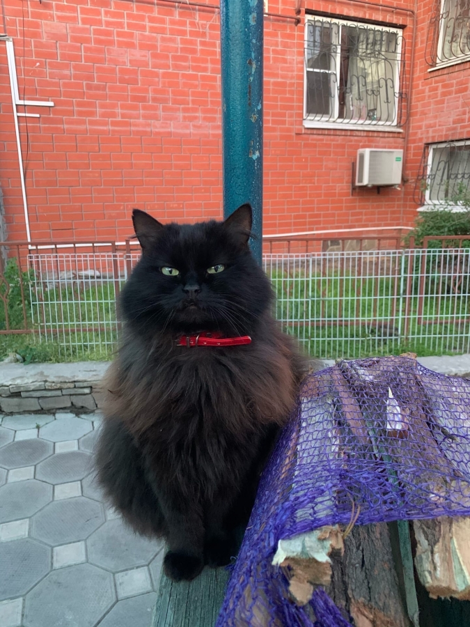 Потерян (а) кошка