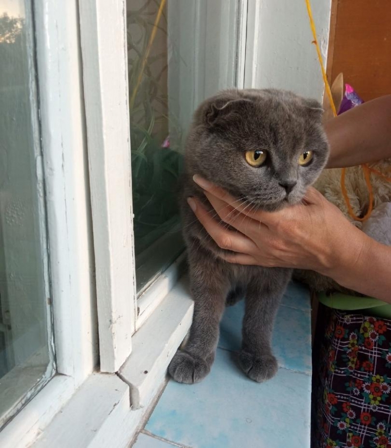 Найден (а) шотландская кошка