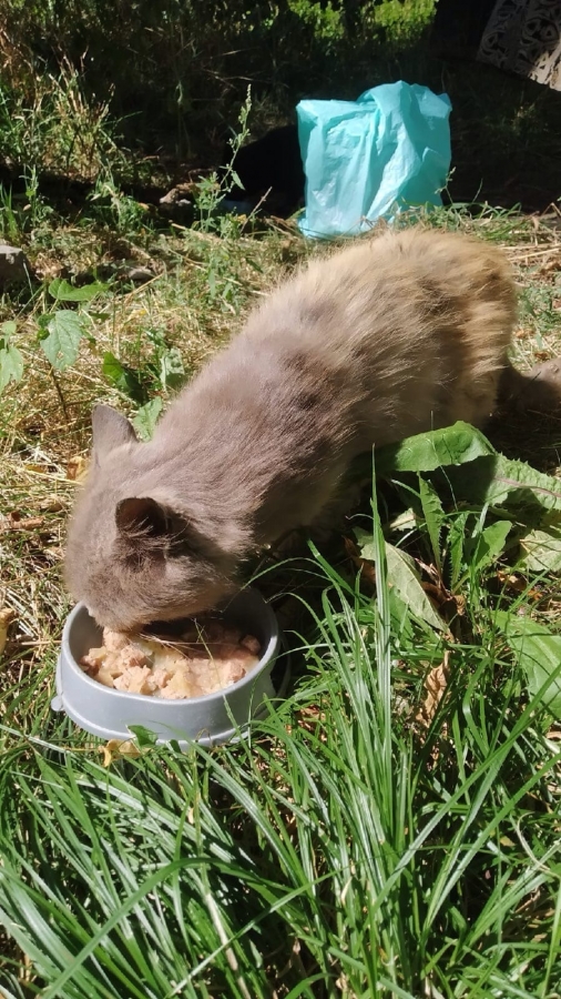 Найден (а) котик