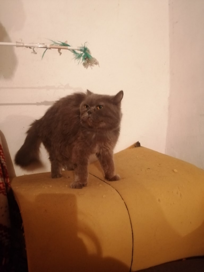Найден (а) кошка
