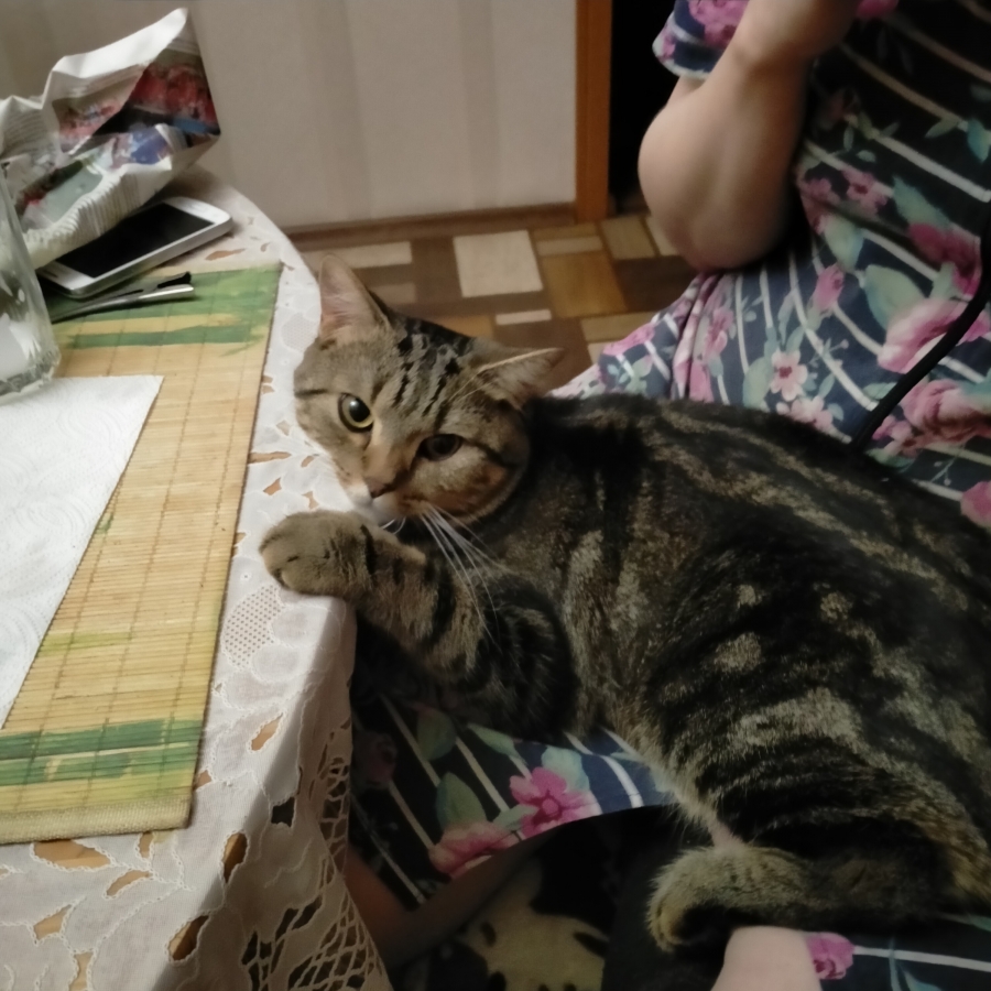 Потерян (а) кот