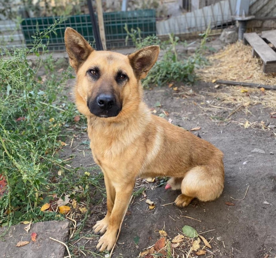 German shepherd немецкая овчарка. Нижнекамск собачий питомник. Нашел собаку овчарка. Служебная овчарка. Найдена немецкая овчарк.