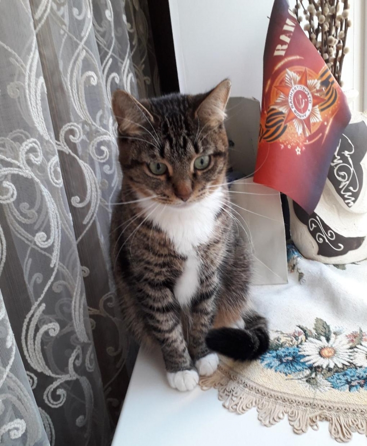 Потерян (а) кошка