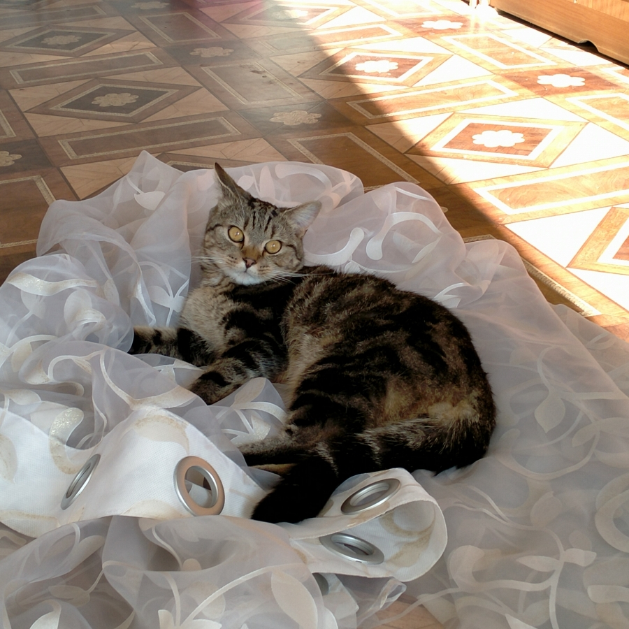 Потерян (а) кот