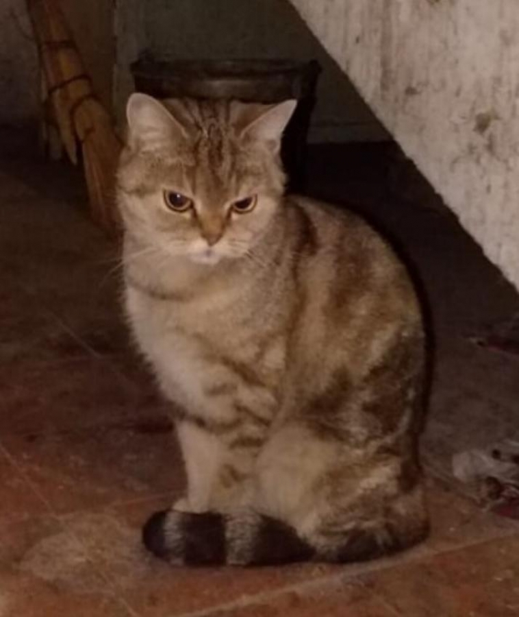 Найден (а) кошка
