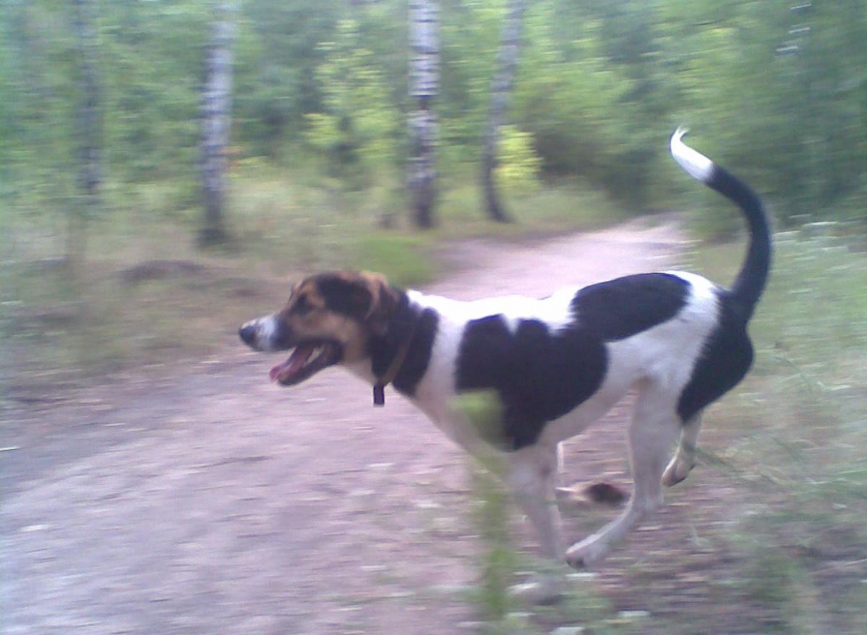 белые большие собаки с коричневой головой. найти собаку 17. собака с черной головой. найдена черная собака воронеж. детчино найденные собаки.