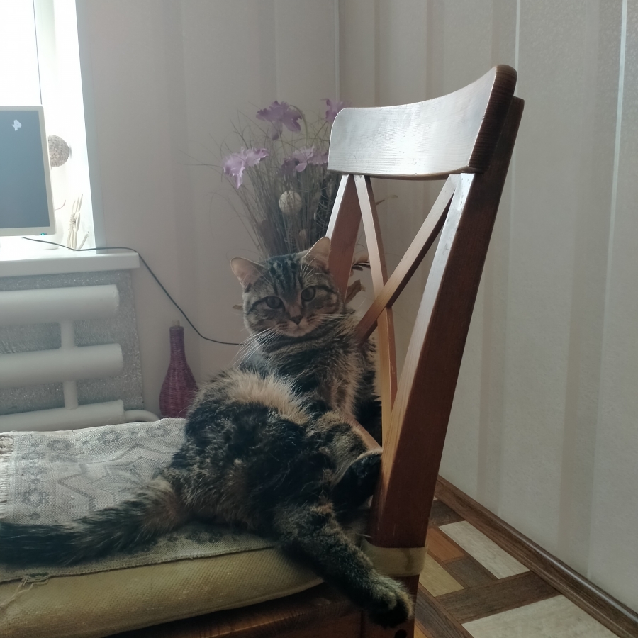 Потерян (а) кот