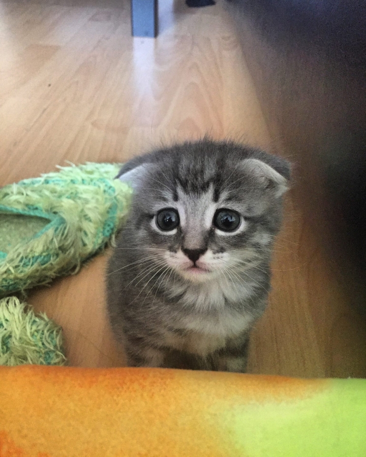 Потерян (а) котёнок