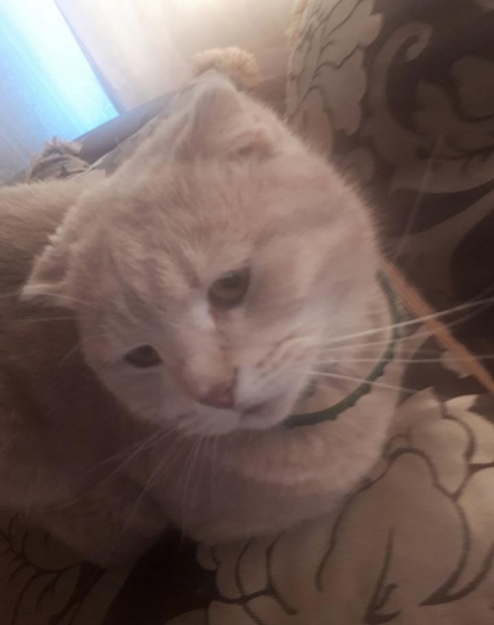 Потерян (а) кошка