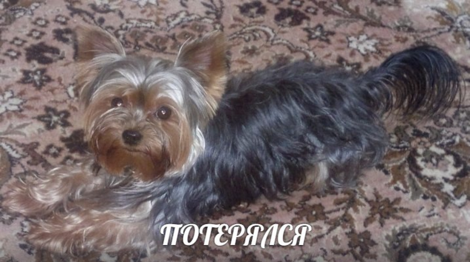Потерян (а) мини йоркширский терьер мальчик 