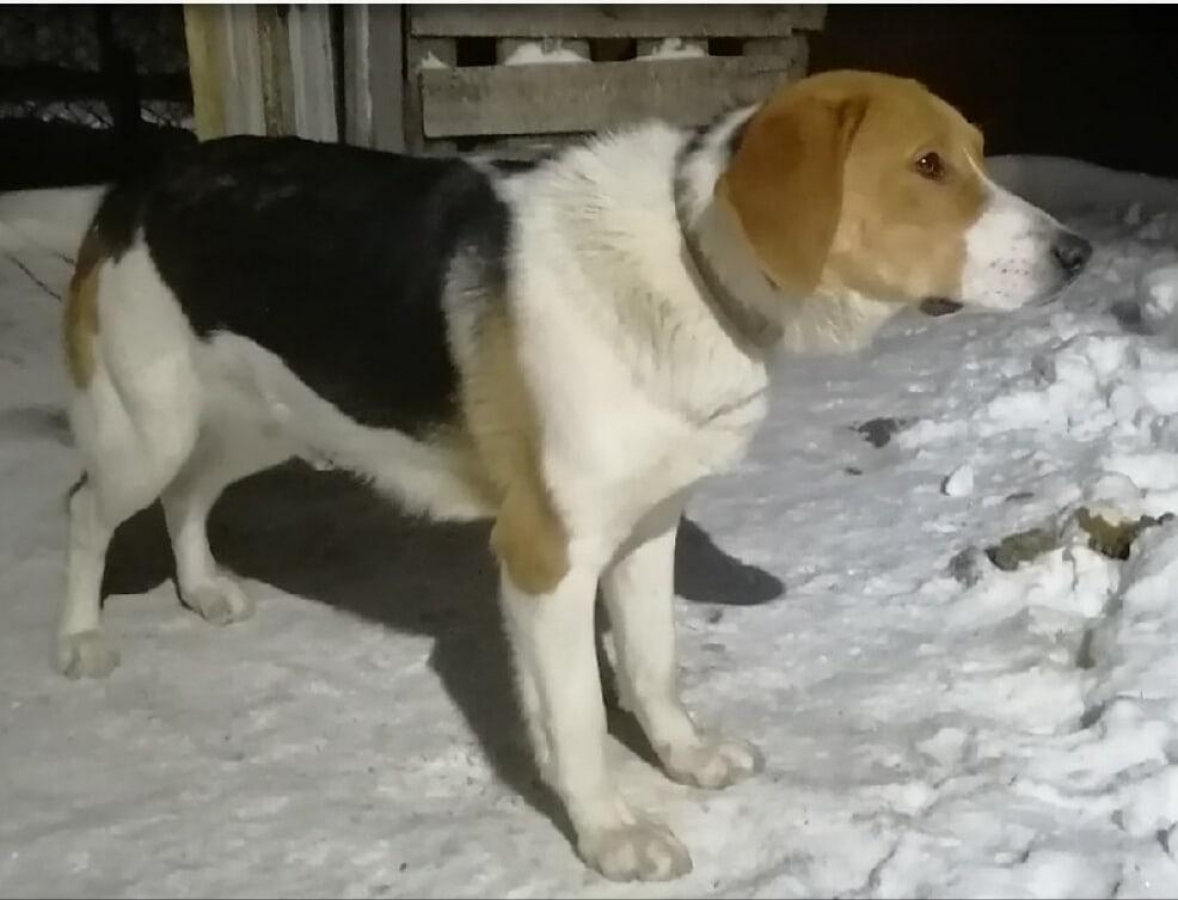 Потерян (а) пес