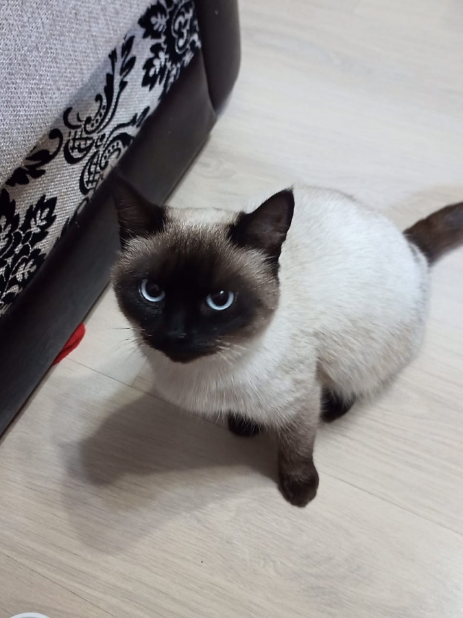 Найден (а) кошка