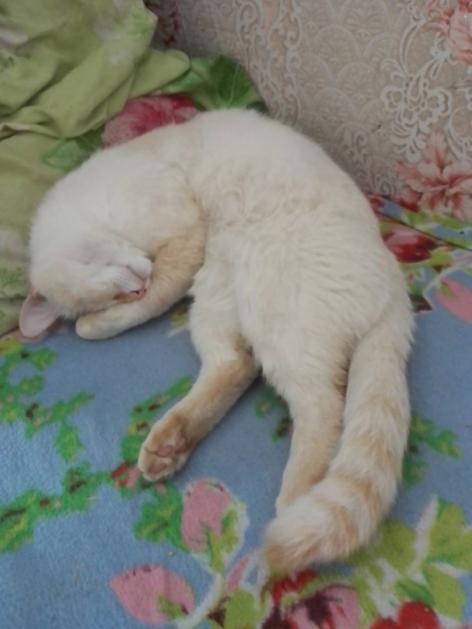 Потерян (а) кот