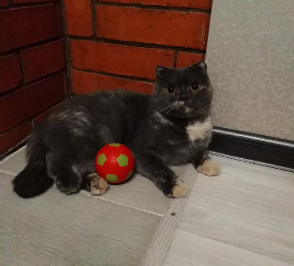 Потерян (а) кошка вислоухая британка 