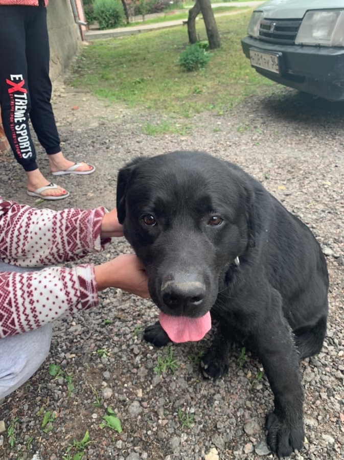 Найден (а) лабрадор