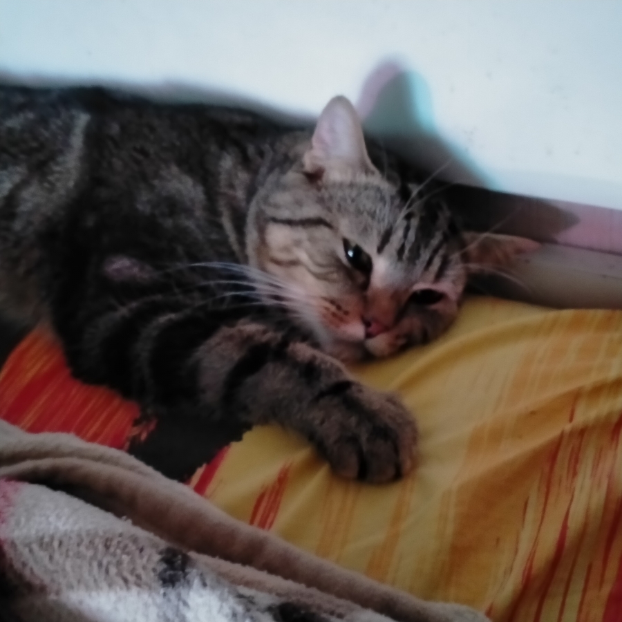 Потерян (а) кот