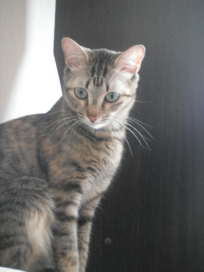 Потерян (а) кошка