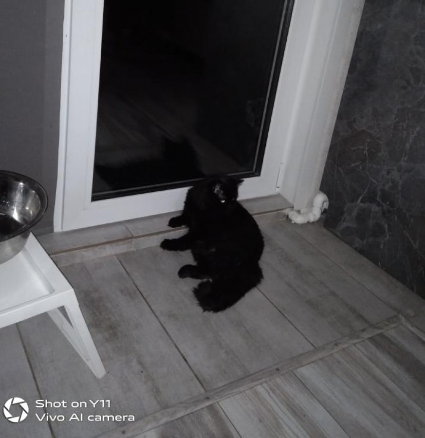 Потерян (а) кошка