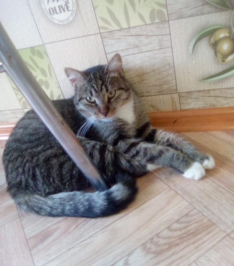 Потерян (а) кот