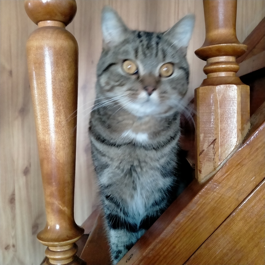 Потерян (а) кот