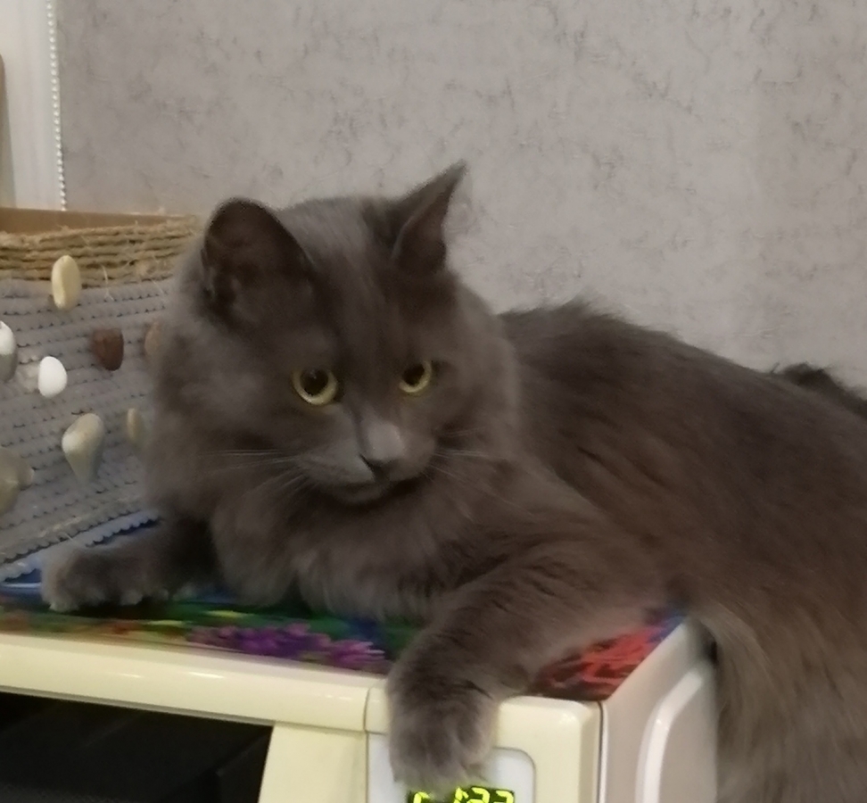 Потерян (а) кот