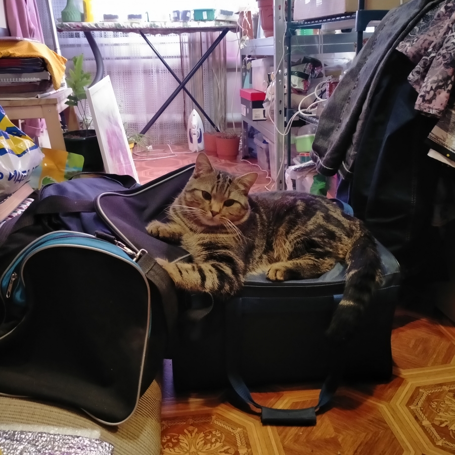 Потерян (а) кот