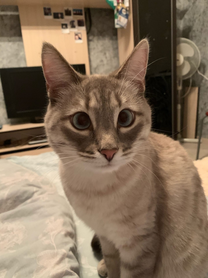 Потерян (а) кот