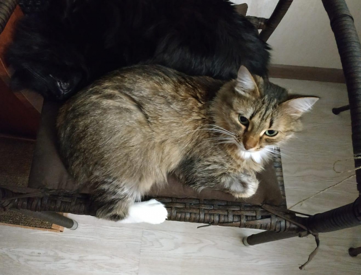 Потерян (а) кошка