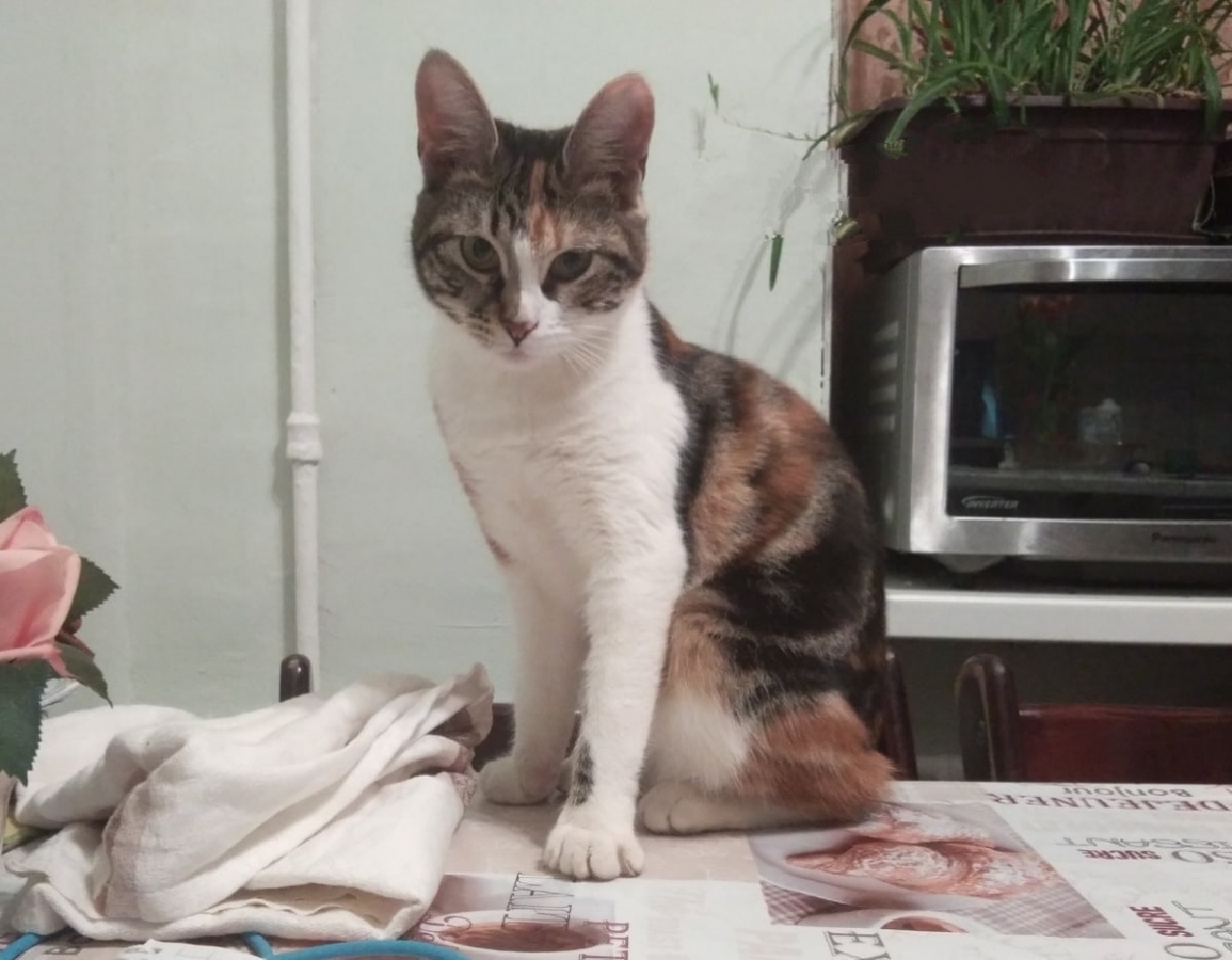 Потерян (а) кошка