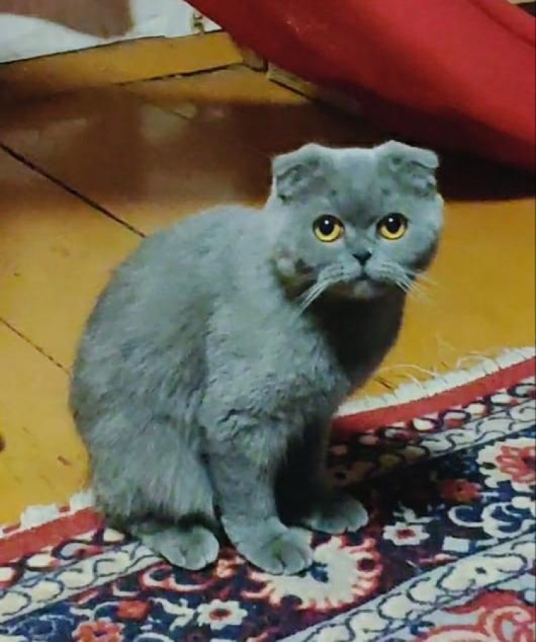 Потерян (а) кошка