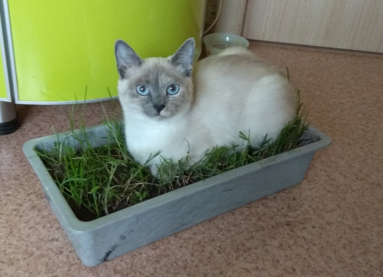 Потерян (а) тайская кошка