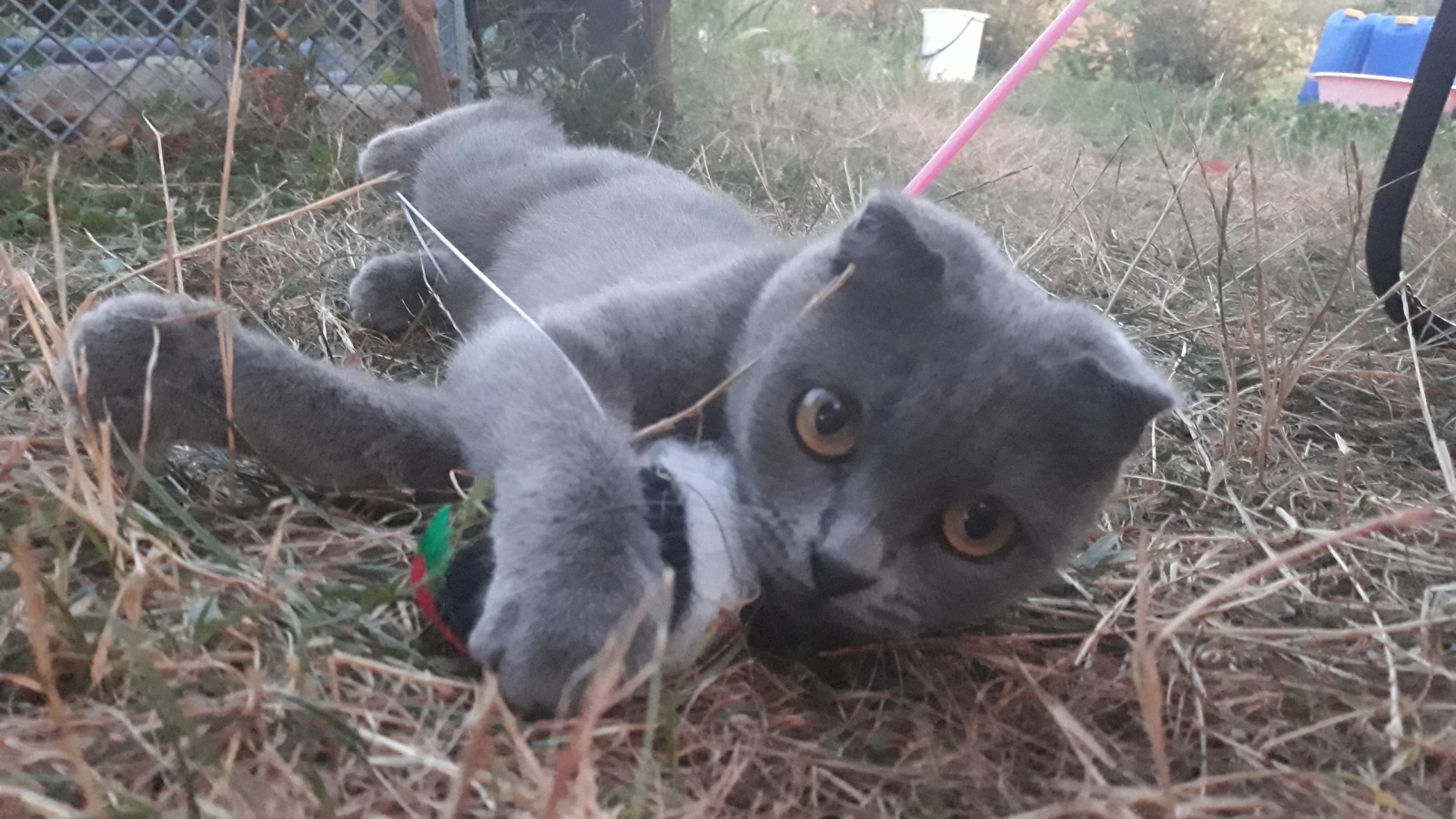 Видео нашел кошку. Найден кот Воронеж. Найдена кошка м4.