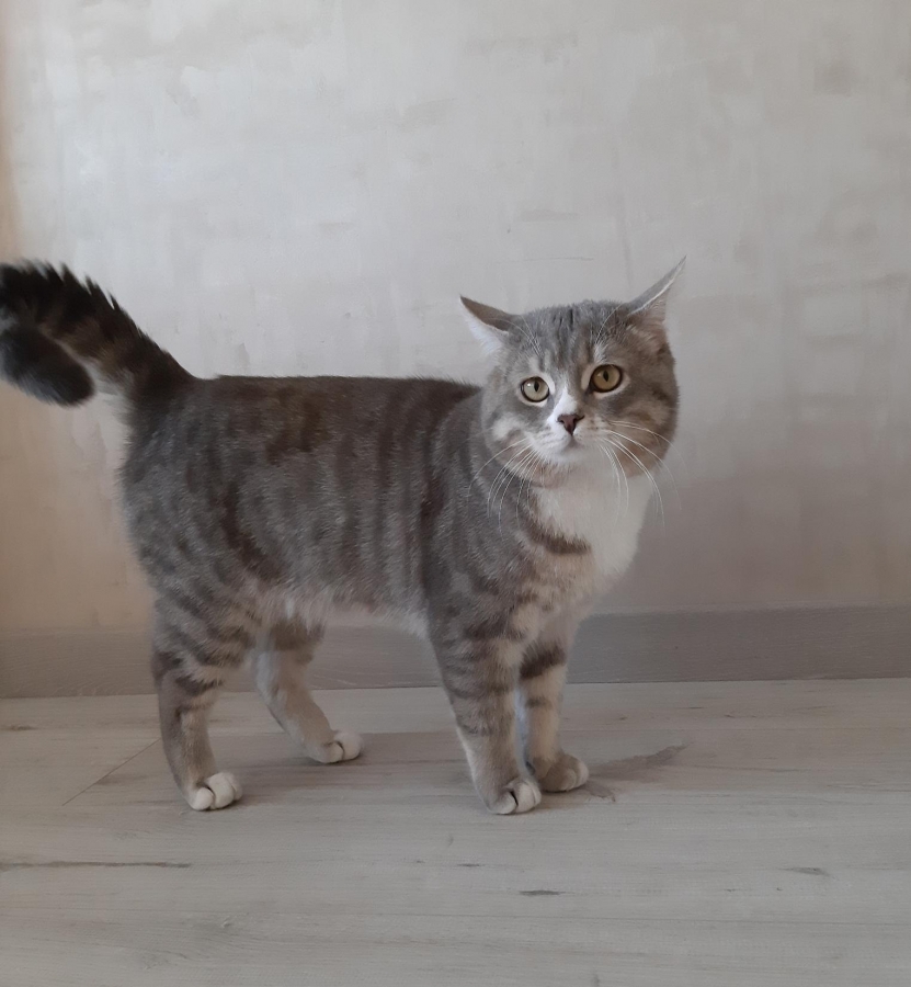 Потерян (а) кот Элвис