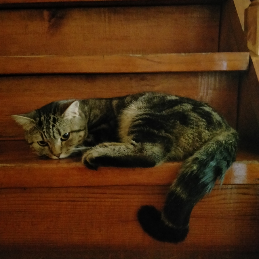 Потерян (а) кот