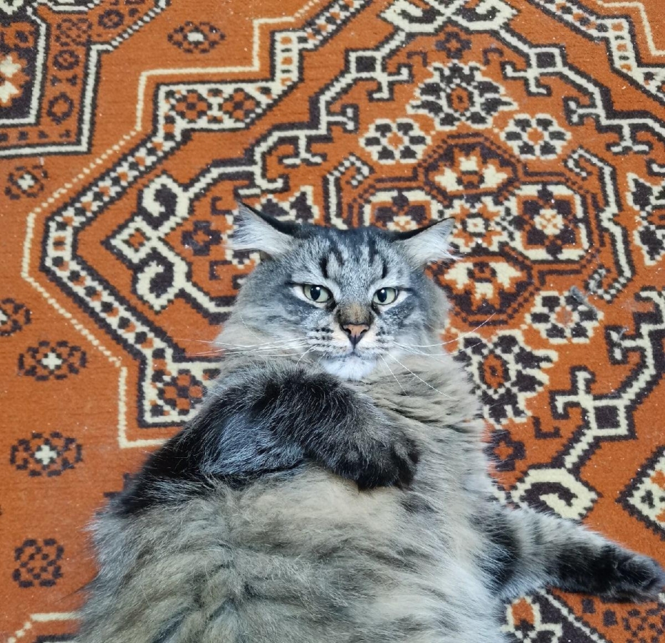 Потерян (а) кот Веня