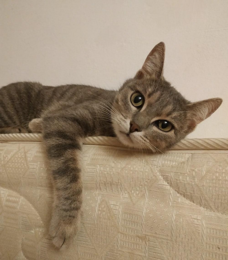 Потерян (а) кошка