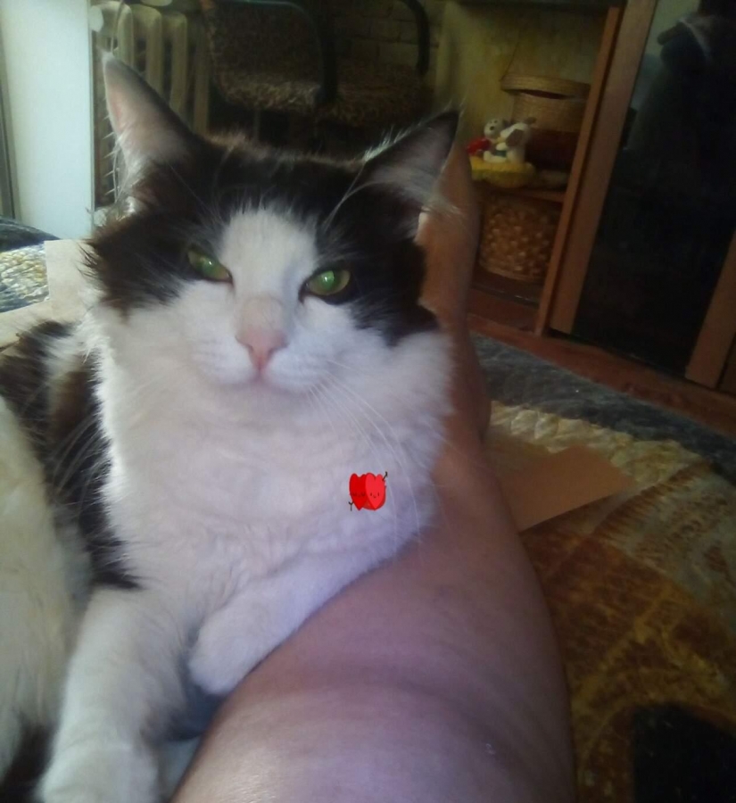 Потерян (а) котик