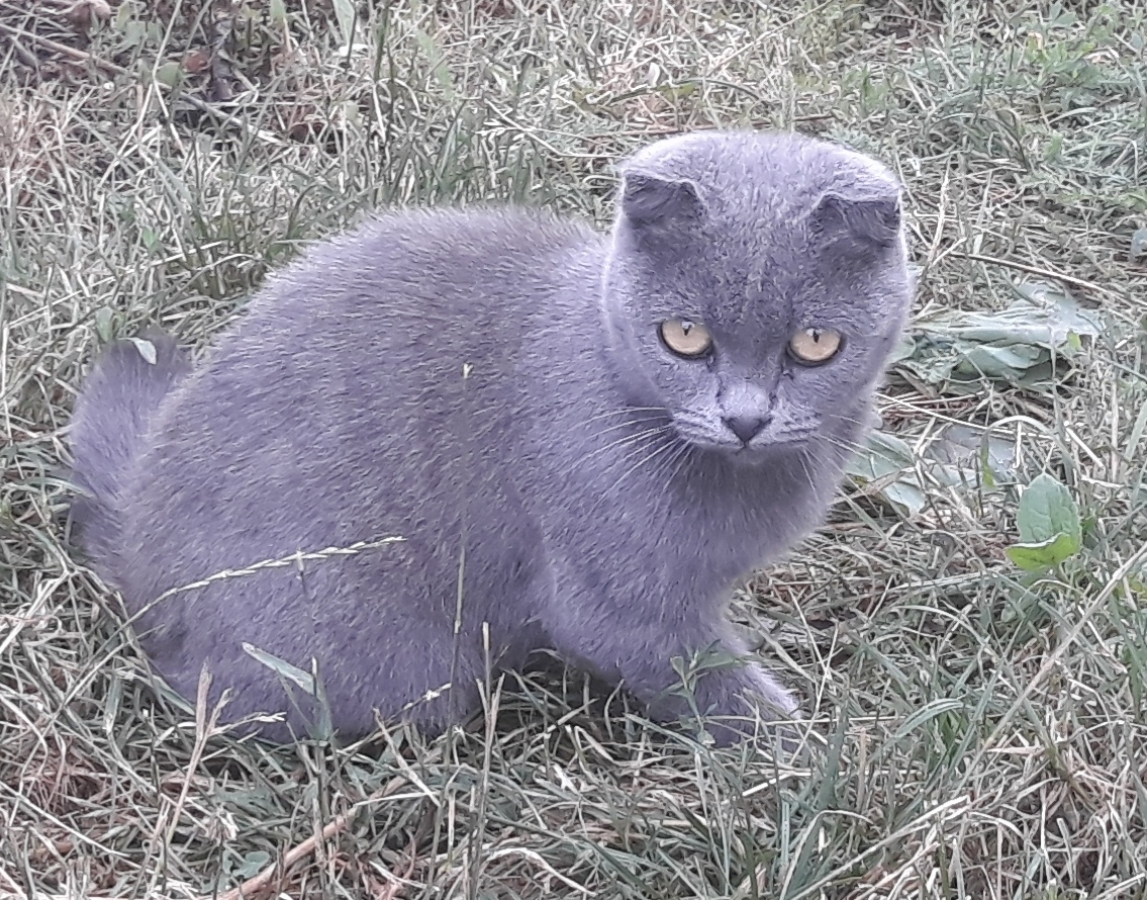 Найден (а) кошка